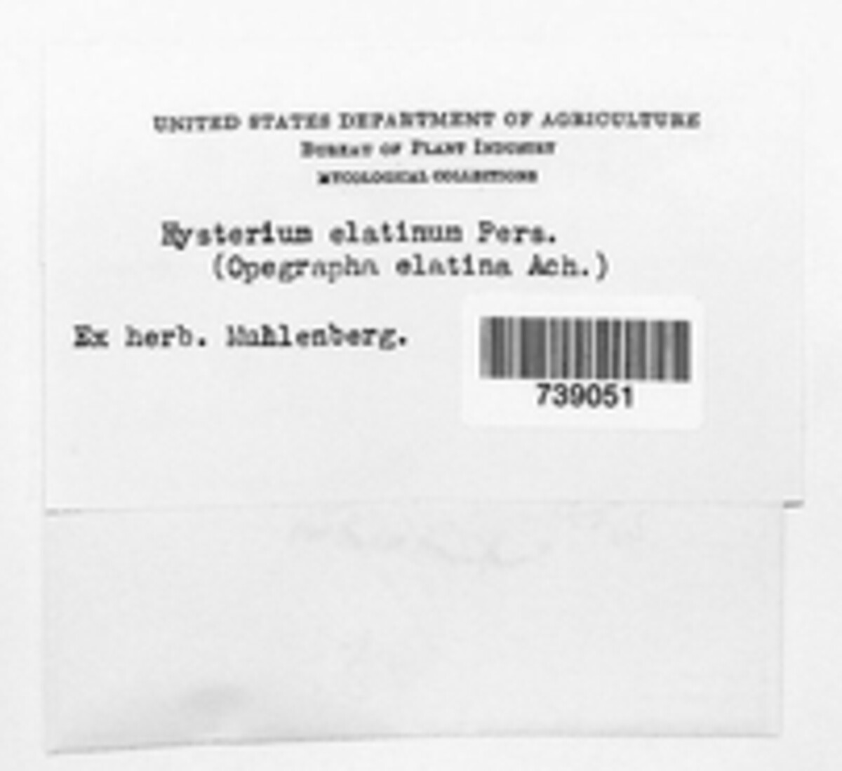 Triblidium elatinum image